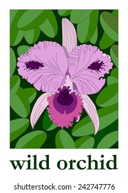 Wild Orchid