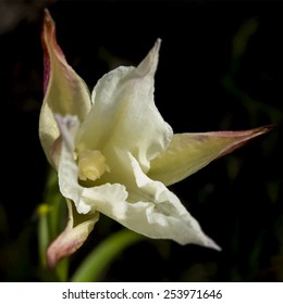 Wild orchid flower in the dark, vector illustration