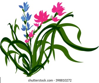 Wild orchid with pink and blue flowers. Vector illustration.