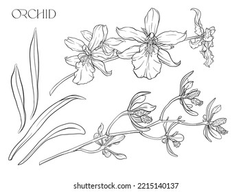 Wild Orchids. Set of flowers on branches with leaves. Isolated vector illustration in colourful and outline.