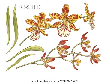 Wild Orchids. Set of flowers on branches with leaves. Isolated vector illustration in colourful and outline.