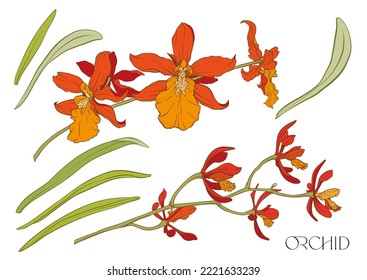 Orquídeas salvajes. Montaje de flores sobre ramas con hojas. Ilustración vectorial aislada en colorido y contorno.
