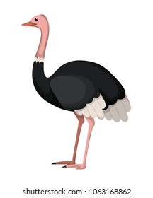wild ostrich australian bird