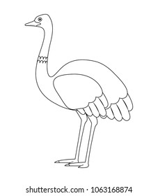 wild ostrich australian bird