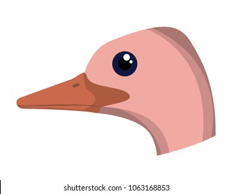 wild ostrich australian bird head