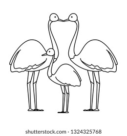 wild ostrich family birds