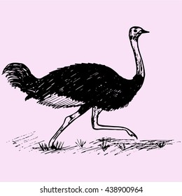 Wild ostrich running doodle style sketch illustration hand drawn vector