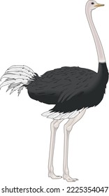 Wild Ostrich Standing Vector Illustration