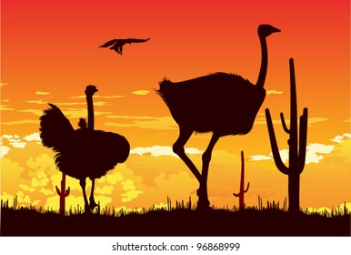 Wild ostriches among the cacti on the hot sunset background