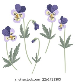 wild pansy, viola tricolor, field flowers, vector drawing flowering plants at white background, floral elements, hand drawn botanical illustration