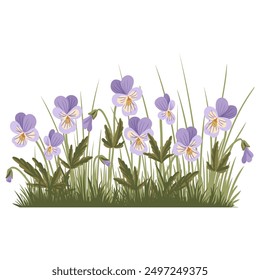 wild pansy, viola tricolor, field flowers, vector drawing flowering plants and green grass at white background, floral elements, hand drawn botanical illustration