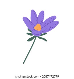 Wild pasque flower. Pasqueflower floral plant. Blooming meadow anemone. Gentle prairie crocus herb. Botanical flat vector illustration isolated on white background