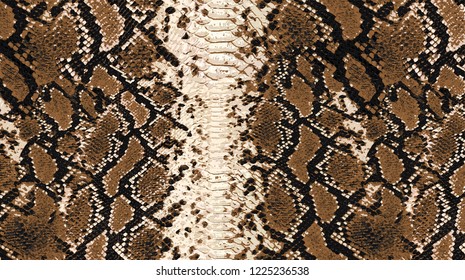 Wild Patter Snake Stock Vector (Royalty Free) 1225236538 | Shutterstock