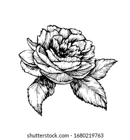 Wild peony, rose flower with petals and leaves. Hand drawn ink line art stock vector illustration isolated on white background. Design for tattoo and coloring book pages.