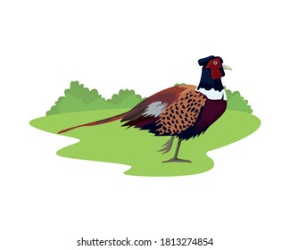 wild pheasant bird animal in the camp vector illustration design