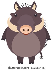Wild pig on white background illustration