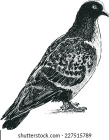 wild pigeon