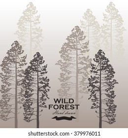 Wild pine forest background. Landscape nature. Pine tree vector illustration.