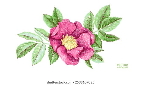 Wild pink rose dots drawing. Fashion closing decoration dog rose delicate white background. Colored vector illustration