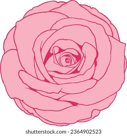 Wild Pink Roses Isolated Vector Illustration 