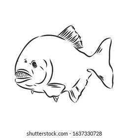 wild piranha is a predatory fish, vector illustration