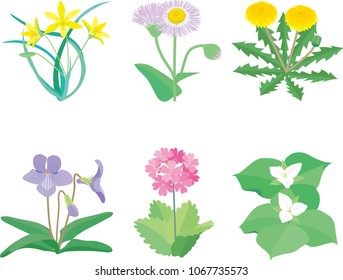 Wild plant flowers
