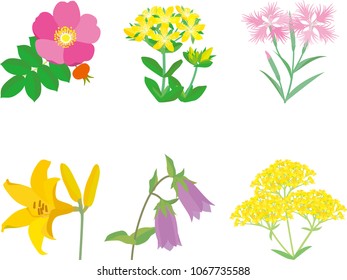 Wild plant flowers
