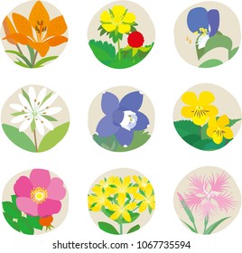 Wild plant flowers
