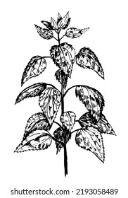 Esbozo de tinta retro de ortigas de plantas silvestres. Planta médica con hojas. Ilustración vectorial de hierbas dibujada a mano. Clipart botánico aislado sobre fondo blanco.