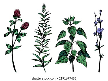 Wild plants collection. Retro ink sketches of weeds, nettle, clover, chicory flower. Hand drawn vector illustration set. Colored botanical cliparts isolated on white background.