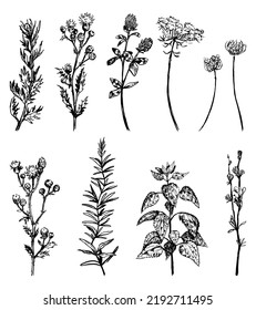 Wild plants collection. Retro ink sketches of weeds, thistle, nettle, clover, chicory flower. Hand drawn vector illustration set. Botanical cliparts isolated on white background.