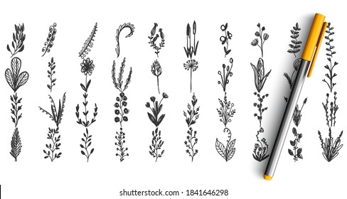 Wild plants doodle set. Collection of pencil pen hand drawn sketche template pattern of herbal garden field grass weed flowers isolated in line. Flora and botanical eco organics elements illustration.