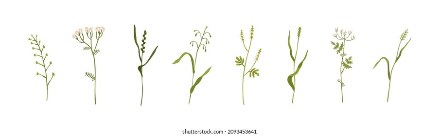 Wilde Pflanzen, Gras und Blumen. Botanischer Feldbestand und Wiesenkräuter mit Blatt. Delikate Kräutergarnelen. Frische Grünflora. Farbige flache Vektorgrafiken einzeln auf weißem Hintergrund