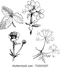 Wild plants set. Vectored hand paint.