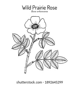 Wild prairie rose (Rosa arkansana), ornamental plant, Official State Flower of Iowa and North Dakota. Botanical hand drawn vector illustration