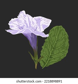 Wild purple Kencana flower (Ruellia tuberosa) which has a unique and beautiful flower shape