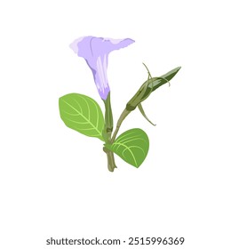 Kencana ou Ruellia tuberosa roxo selvagem com botões roxos e flores e folhas isoladas em um fundo branco.