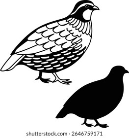 Wild Quail Bird Vector Illustration  