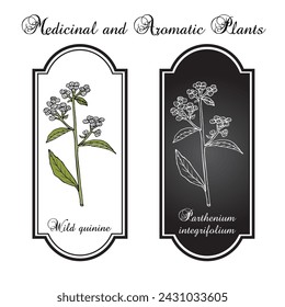 Wild quinine, or American feverfew (Parthenium integrifolium), medicinal plant. Hand drawn botanical vector illustration