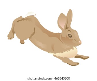 Wild rabbit jumping, vector illustration.