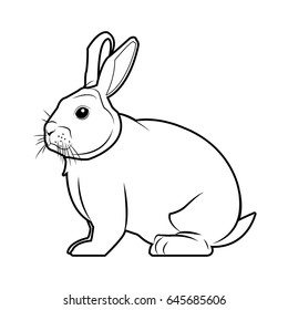 wild rabbit nature rodent farm image