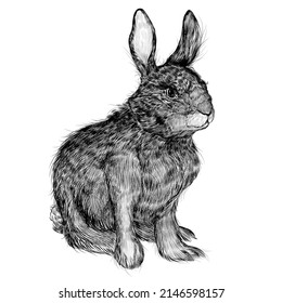wild rabbit sit, vintage illustration, 
design for posters and postcard