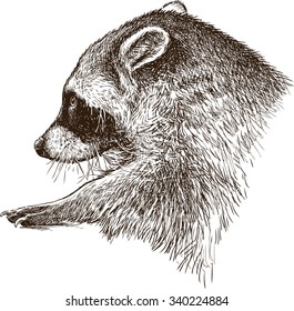wild raccoon 