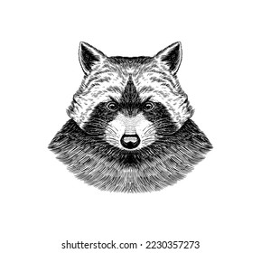 Wild raccoon. Animal in vintage style. Monochrome Vintage style. Engraved hand drawn sketch for tattoo or label.