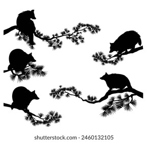 wild raccoon (Procyon lotor) black and white design set - sitting, walking, crawling animal on long pine tree branch detailed and editable handdrawn vector silhouette