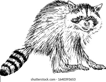 A wild raccoon, scientifically known as Procyon lotor. Hand drawn vector illustration.