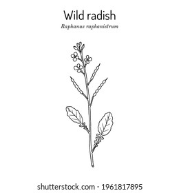 Wild radish (Raphanus raphanistrum), medicinal plant. Hand drawn botanical vector illustration