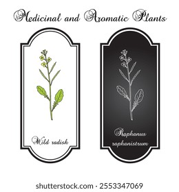 Wild radish (Raphanus raphanistrum), medicinal plant. Hand drawn botanical vector illustration