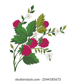 Wild raspberry isolated on white background.Raspberry berries, leaves and flowers.Red raspberry bush with green leaves and berries blossoms.Growing berry plant.Design for tea label.Vector illustration