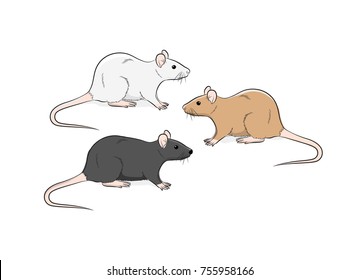 Wild Rat Vector Illustration